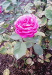 200707031557000.jpg